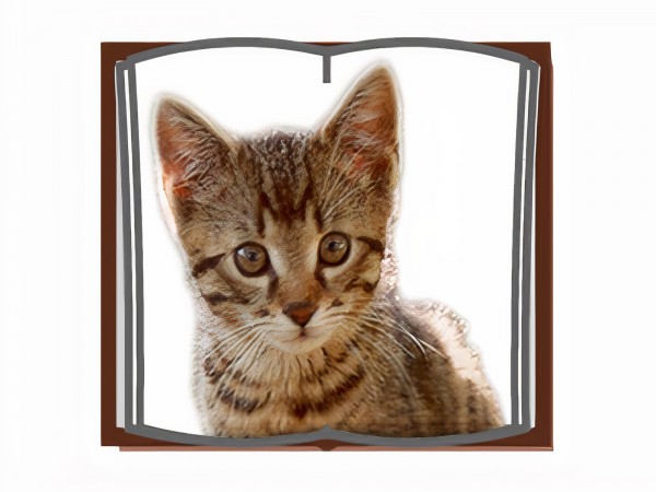 LifeTool - KlickTool Literacy AAC - Scanning